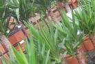 Algesterplant-nursery-10.jpg; ?>